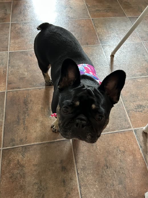 A black French Bulldog in a pink harness looking up at the camera